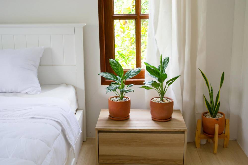 plante dormitor